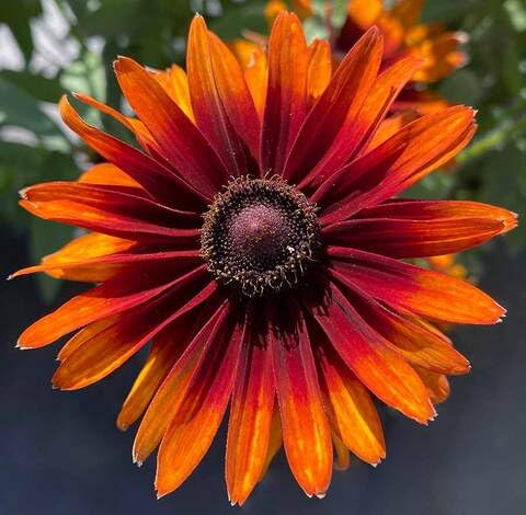 Orange Rudbeckia Flower Seeds