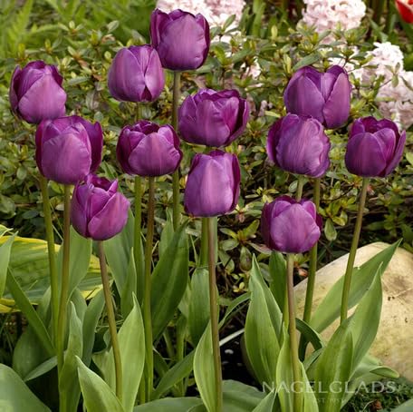 Purple Tulip Flower Seeds