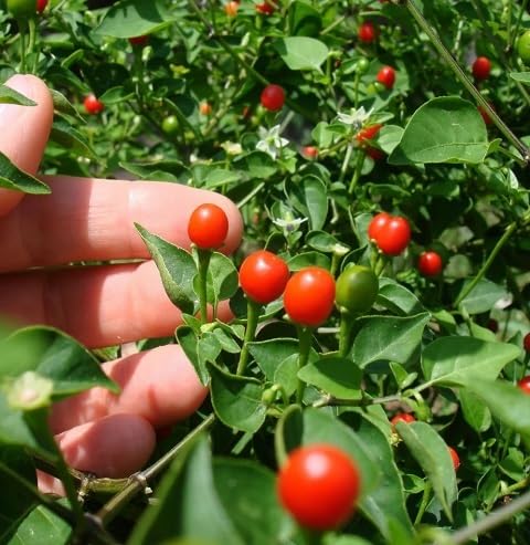 Green Tepin Chili vegetable seeds - Heirloom, Organic, Non Gmo Garden Seeds for kitchen garden planting