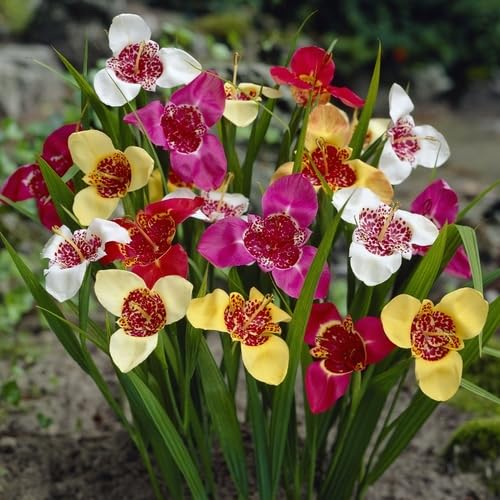 Mixed Tigridia Flower Seeds