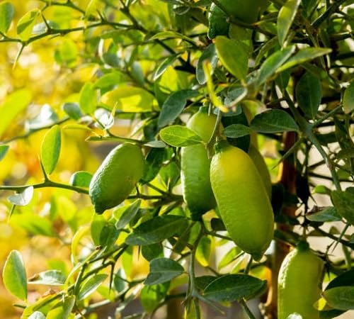 Yellow Finger Lime Fruit Seeds Premium Home Collection for Backyard Growing