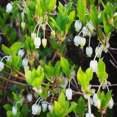 White Enkianthus campanulatus Flower Seeds