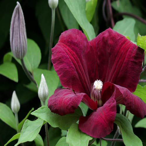 Giant Clematis Flower Seeds
