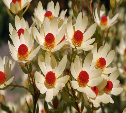 White Leucadendron Flower Seeds