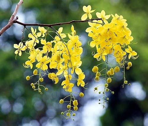 yellow cassia flower seeds.