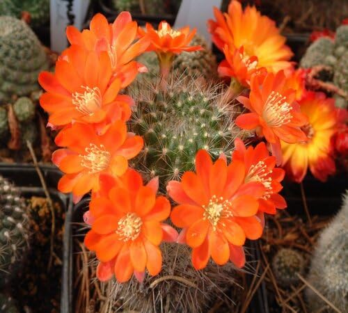 Orange GiantCactus Flower Seeds