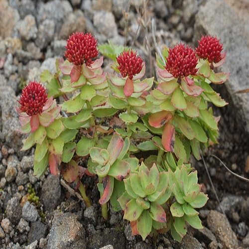 Red Rhodiola rosea Flower Seeds