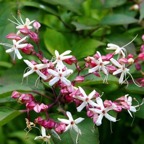 White Clerodendron Trichotomum Flower Seeds