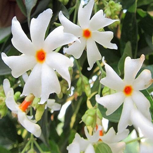 White Night Jasmine Flower Seeds