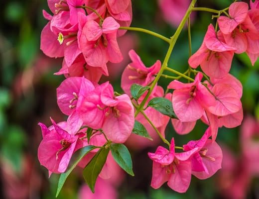 pink bougainvillea flower seeds