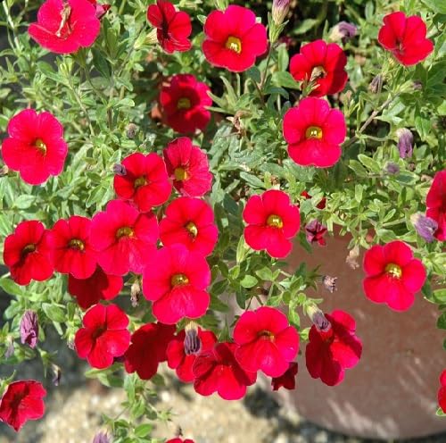 Red calibrachoa Flower Seeds