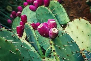 opuntia humifusa plant for gardening heirloom and gmo free home garden Fruit seeds