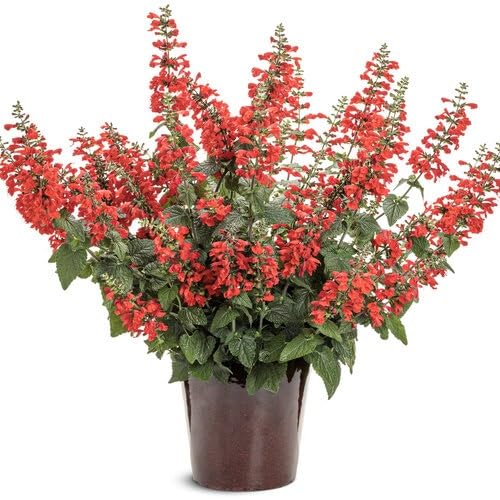 Red Salvia Flowers Seeds