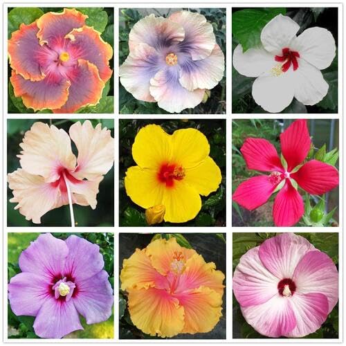 mixed hibiscus flower seeds