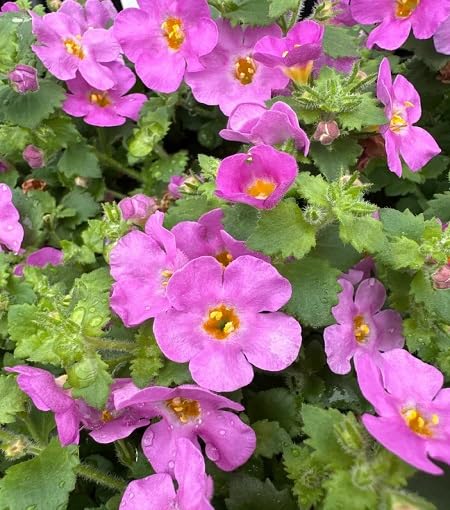 Pink Bacopa Flower Seeds