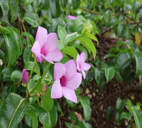 Purple Allamanda Flower Seeds