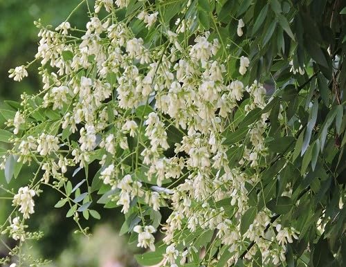 Styphnolobium Flower Seeds