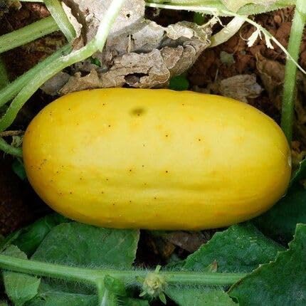 Yellow Cucumber Vegetable Seeds Heirloom, Non-GMO for Home Garden Planting