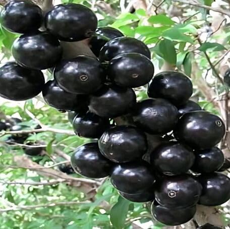 Black Jabuticaba fruit seeds for organic garden planting