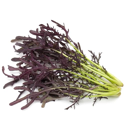 Red Mizuna vegetable seeds - Heirloom, Organic, Non Gmo Garden Seeds for kitchen garden planting