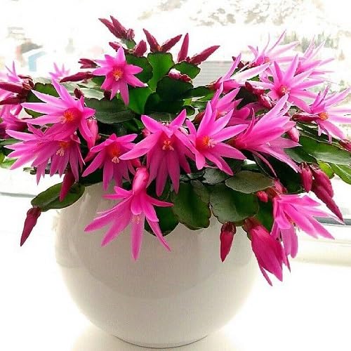 Pink Rosea Flower Seeds