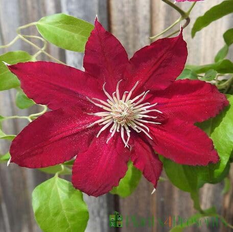Red Clematis Flower Seeds