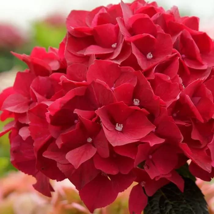 Red Hydrangea Beautiful Flowering Plants Flower Seeds