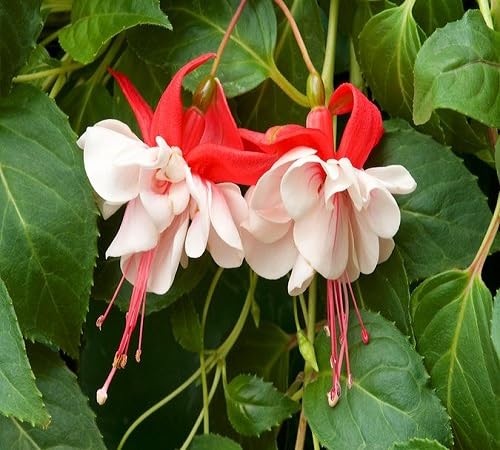 Red White Fuchsias Flower Seeds