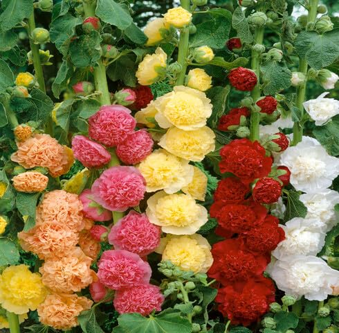 Mix Gloxinia Flower Seeds