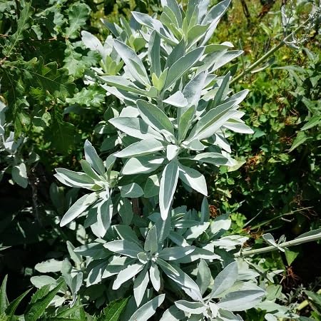 Sage Plant Seeds herb seeds - backyard growing, non gmo garden seeds