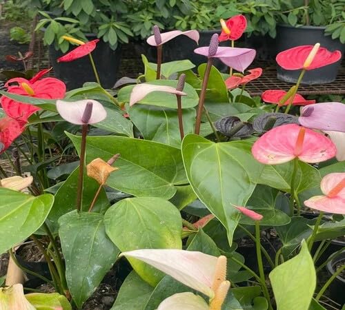 Mixed Anthurium Flower Seeds