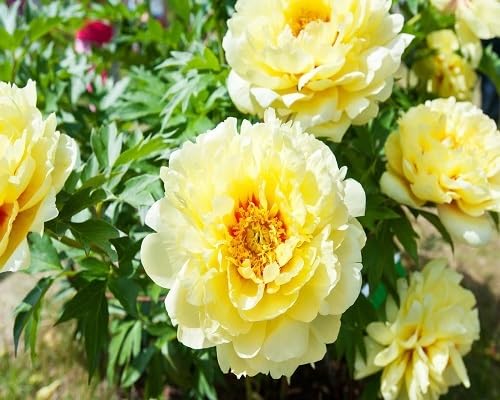 yellow peony flower seeds