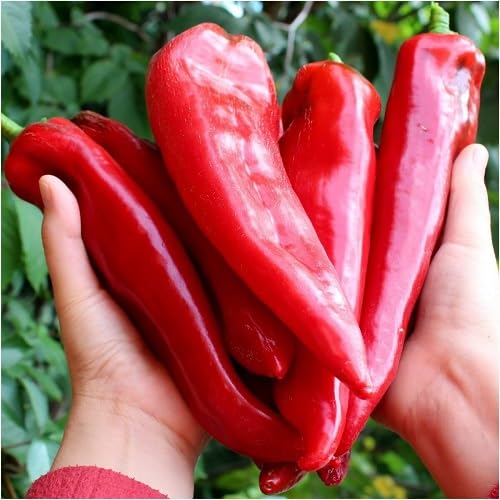 Red Paprika vegetable seeds - Heirloom, Organic, Non Gmo Garden Seeds for kitchen garden planting