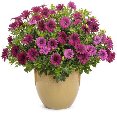 Red Osteospermum Flower Seeds