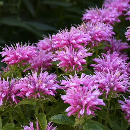Pink Bee Balm Flower Seeds