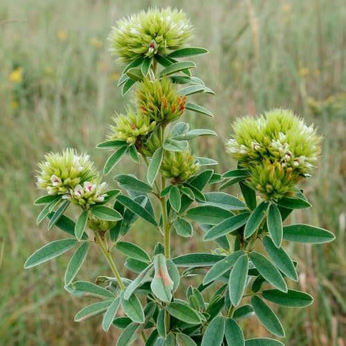 Green Lespedeza Flower Seeds