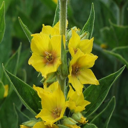 Yellow lysimachia Flower Seeds