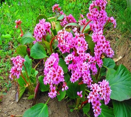 Bergenia Flower Seeds