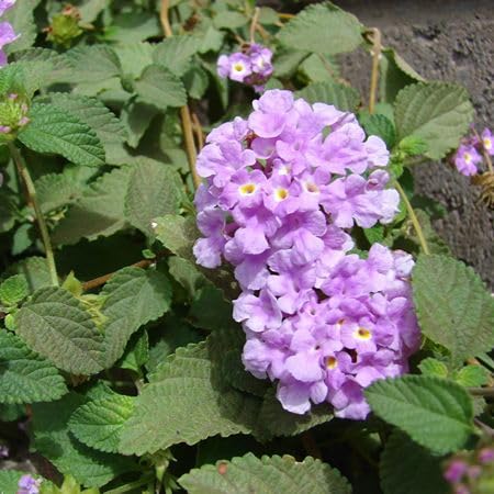 Purple Lantana Flower Seeds