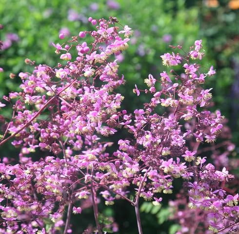 Pink Rochebrunianum Flower Seeds