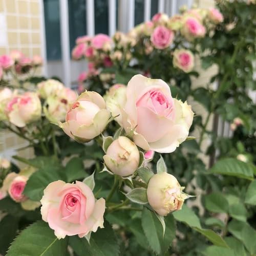 Pink Light Rose Flower Seeds