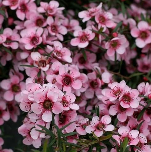 Pink Leptospermum Flower Seeds