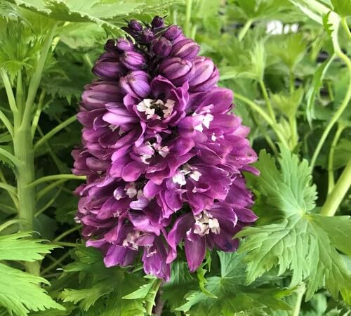 Purple Phalaenopsis Flower Seeds