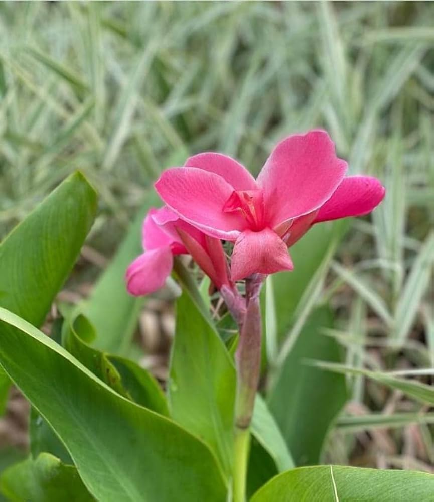 Pink Giant Canna Flower Seeds - Heirloom Non GMO High Germination Flower Seeds for Home Garden Planting