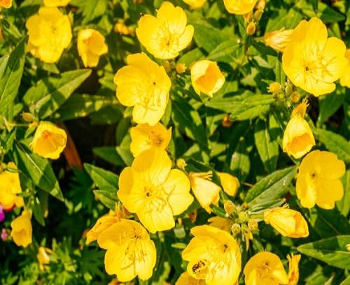 Goldthread Flower Seeds 