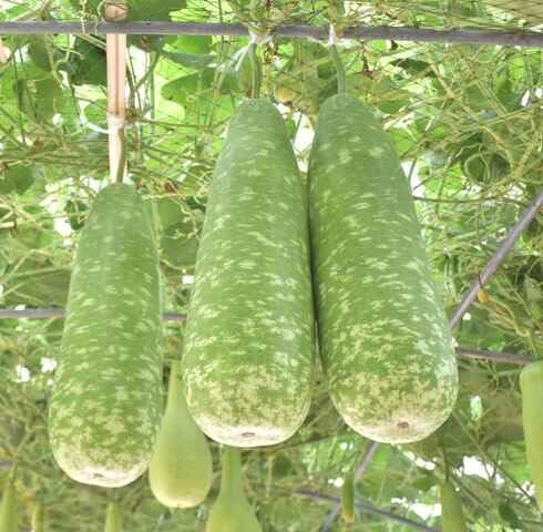 green Bottleguard vegetable seeds vegetable seeds for Home Gardening, Premium Kitchen Garden for kitchen garden planting
