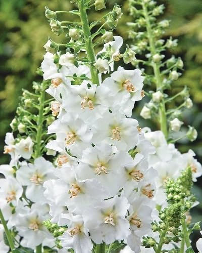 Verbascum Flower Seeds