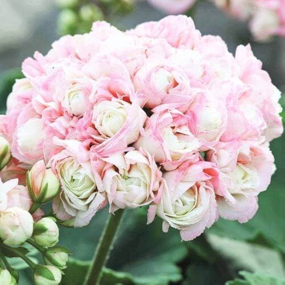 Rare Geranium Perennial Flower Flower Seeds