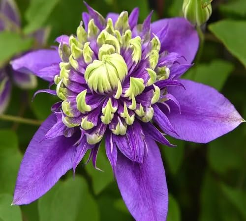 violet blooming clematis flower