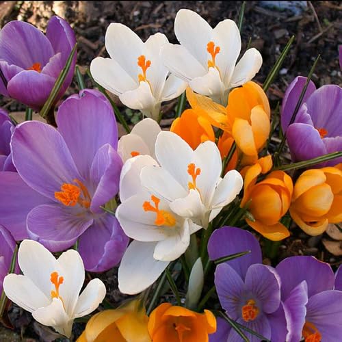 Mixed Crocus Flower Seeds